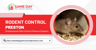 When Should You Book Rodent Control Service?
